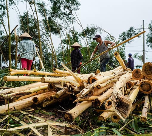 Khai thác gỗ keo Khai thác gỗ keo