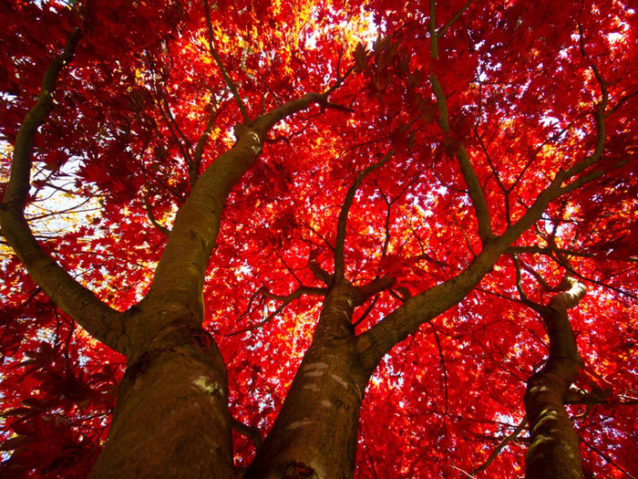 Đặc tính sinh trưởng và hình thái của cây gỗ Maple