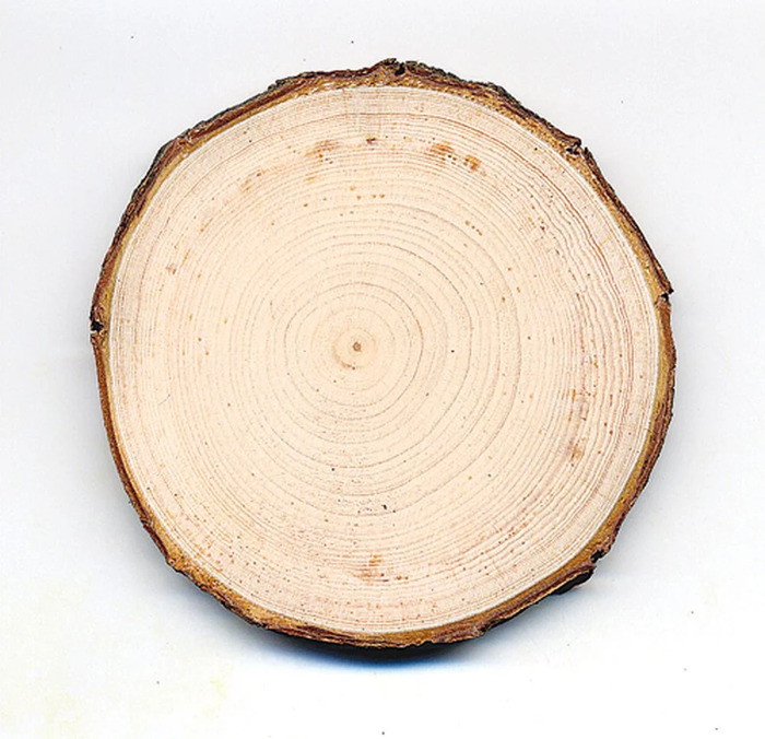 gỗ thông trắng